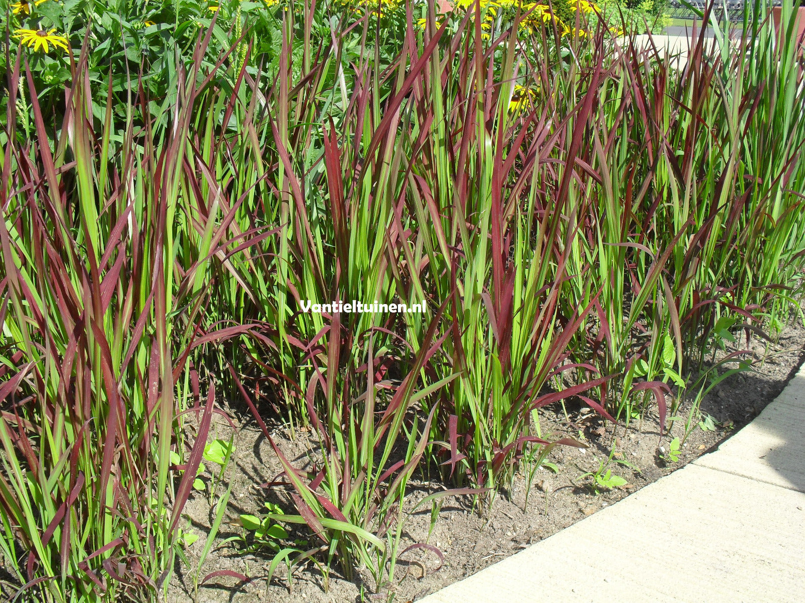 Imperata cylindrica 'Red Baron' Japans bloedgras