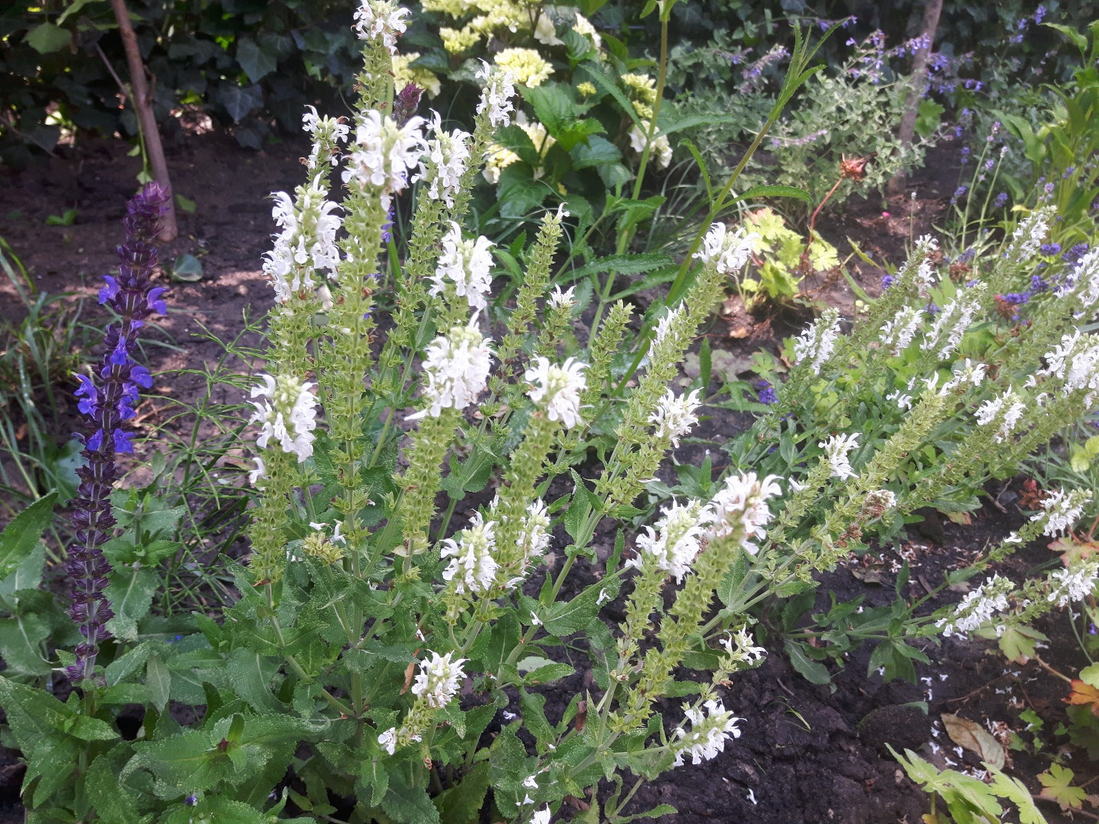 Salvia Nemerosa Schneehugel Salie-0