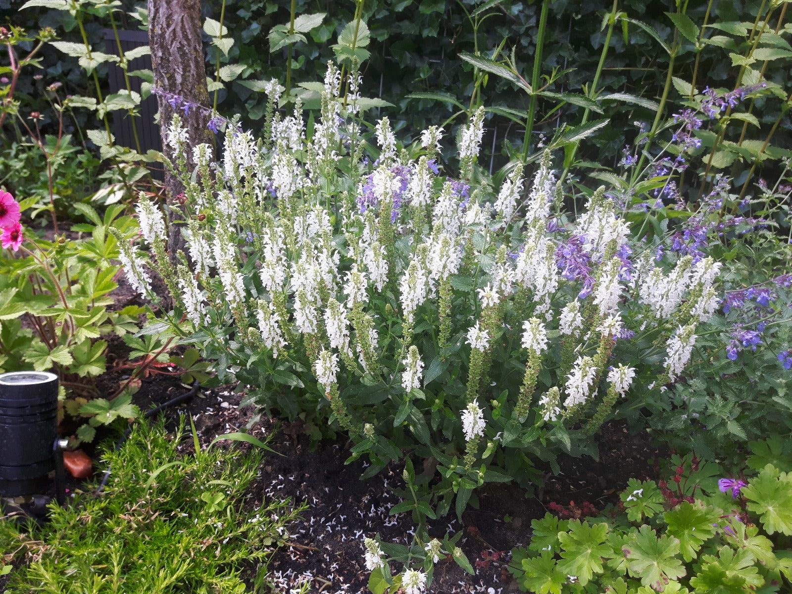 Salvia Nemerosa Schneehugel Salie-1