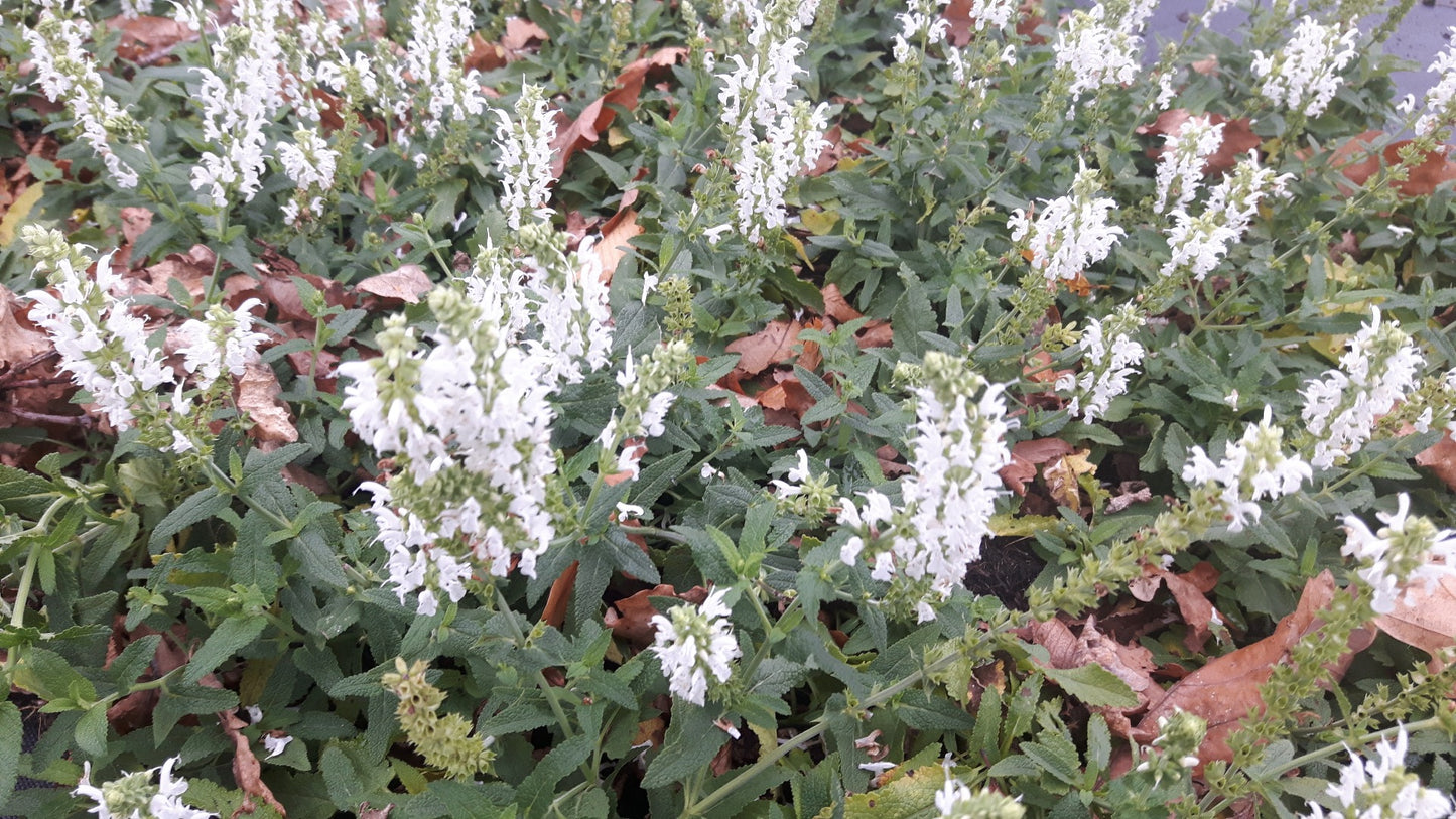 Salvia Nemerosa Schneehugel Salie-2