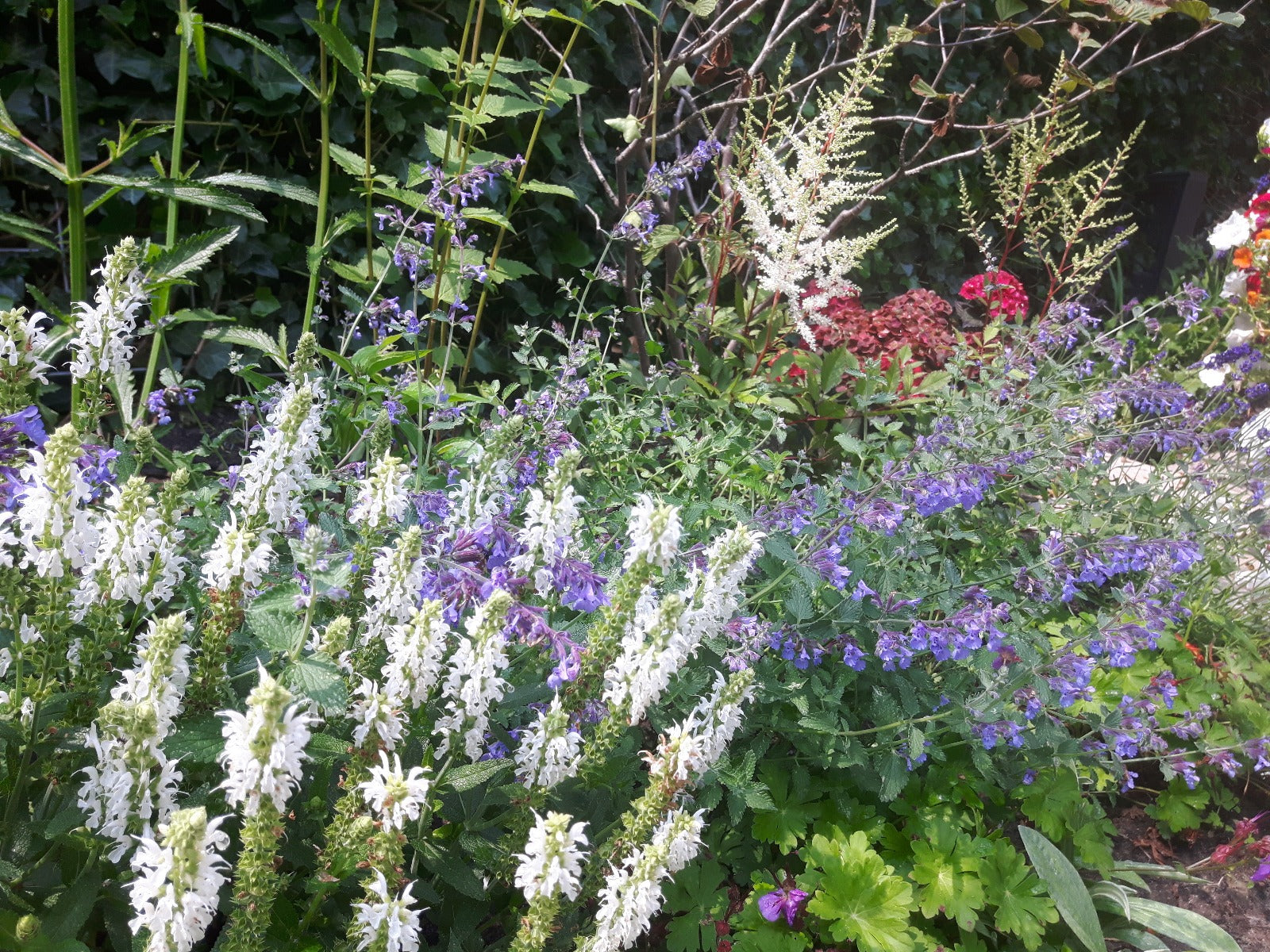 Salvia Nemerosa Schneehugel Salie-3