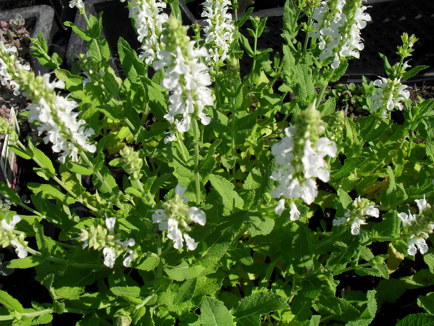 Salvia Nemerosa Schneehugel Salie-4