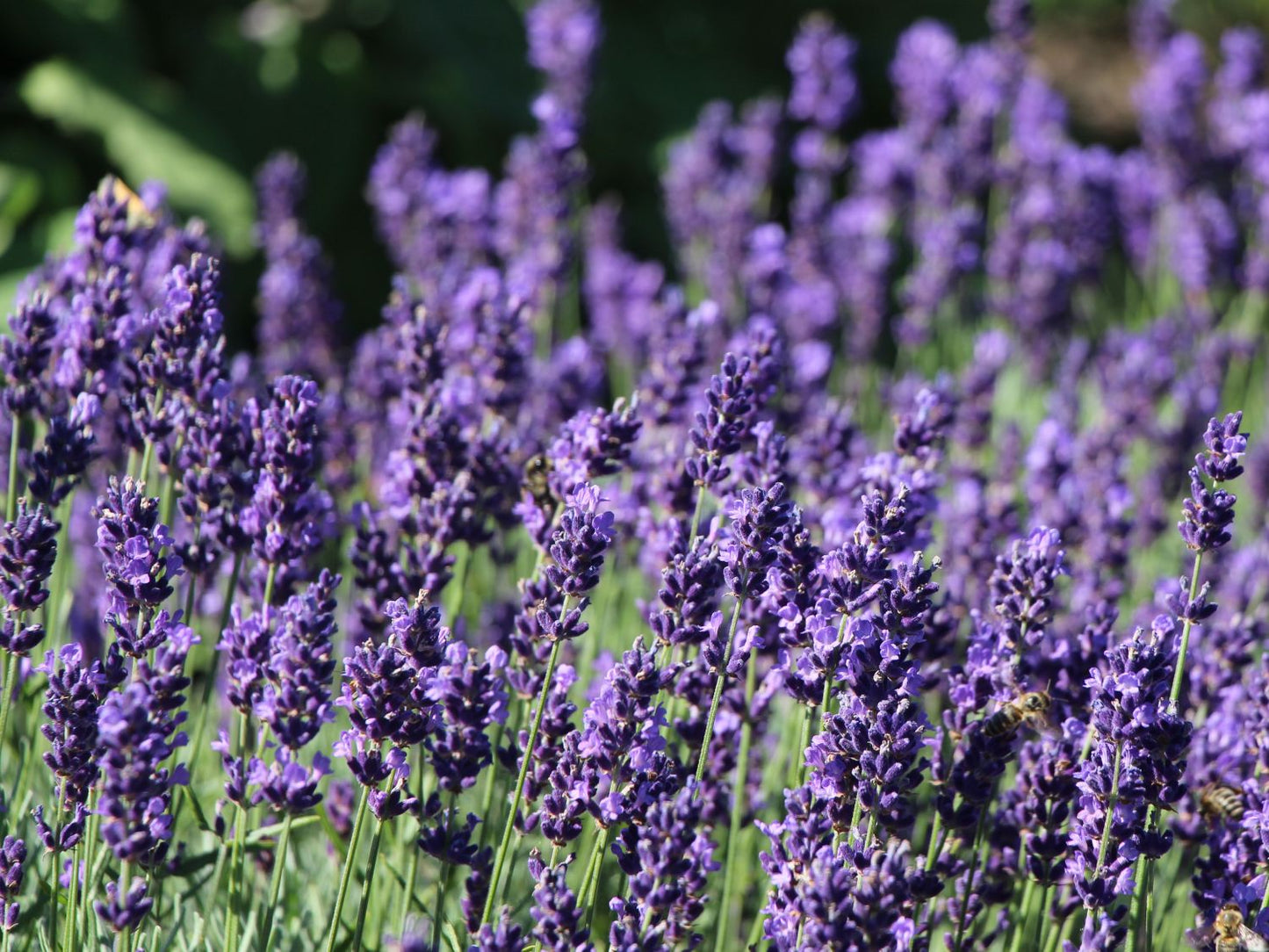 Lavendel Hidcote