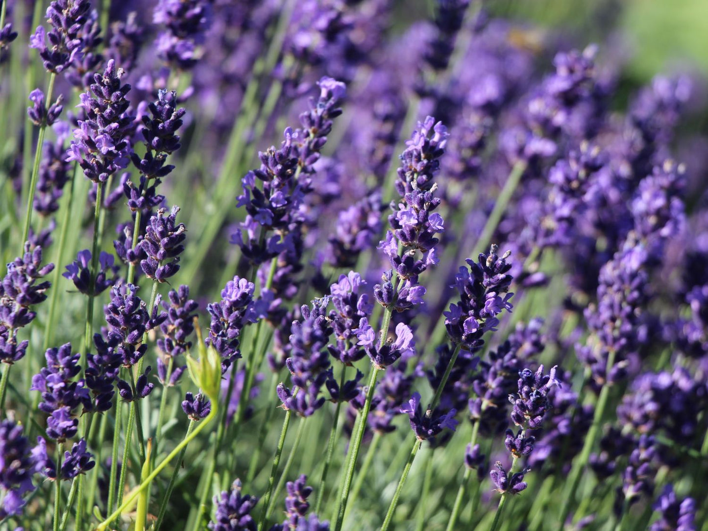 Lavendel Hidcote-1