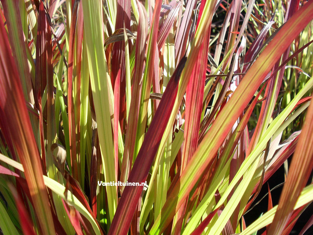 Imperata cylindrica 'Red Baron' Japans bloedgras