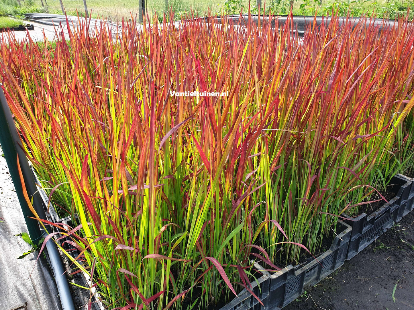 Imperata cylindrica 'Red Baron' Japans bloedgras