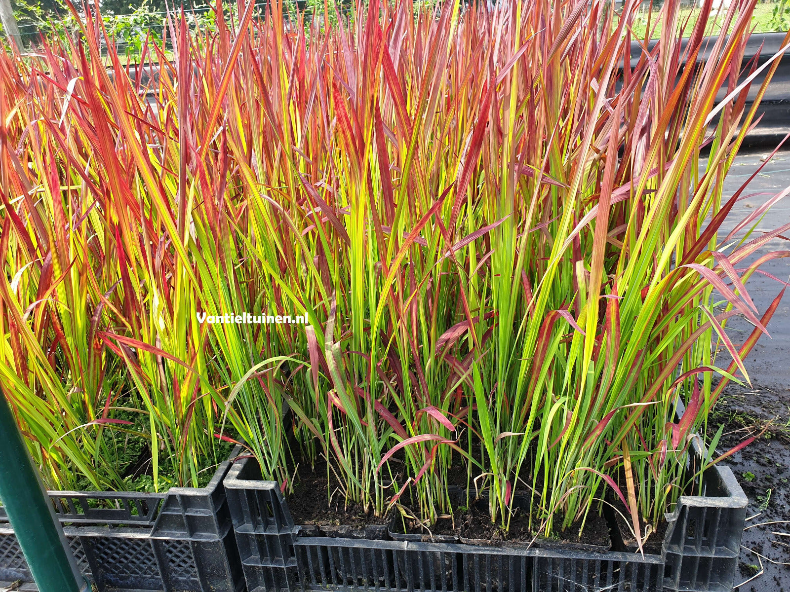 Imperata cylindrica 'Red Baron' Japans bloedgras