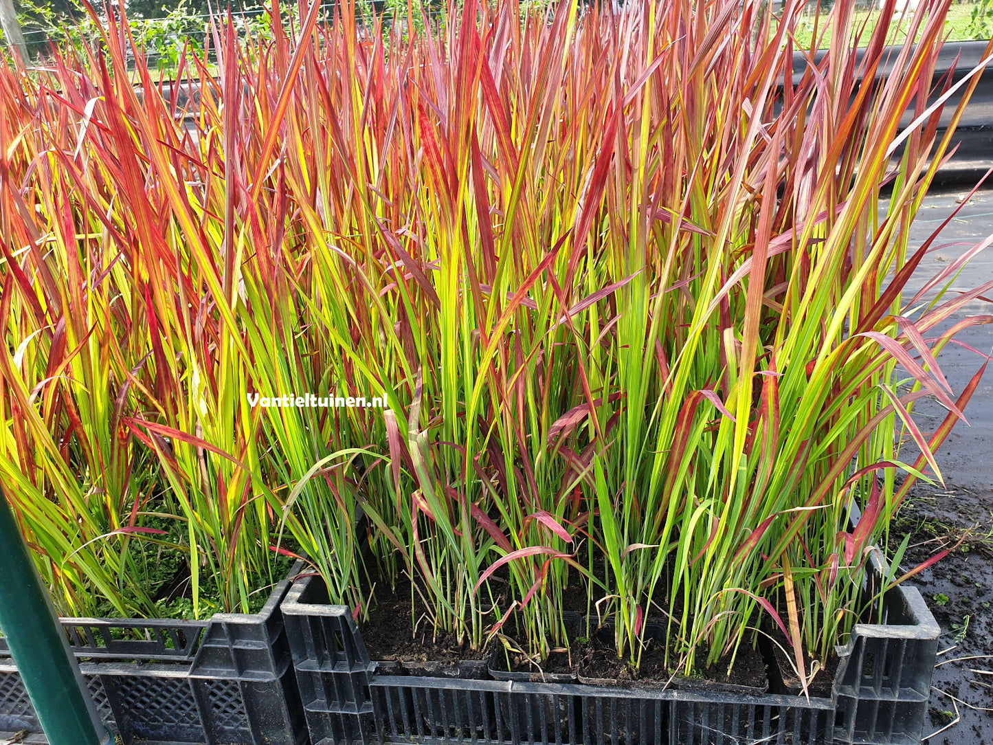 Imperata cylindrica 'Red Baron' Japans bloedgras