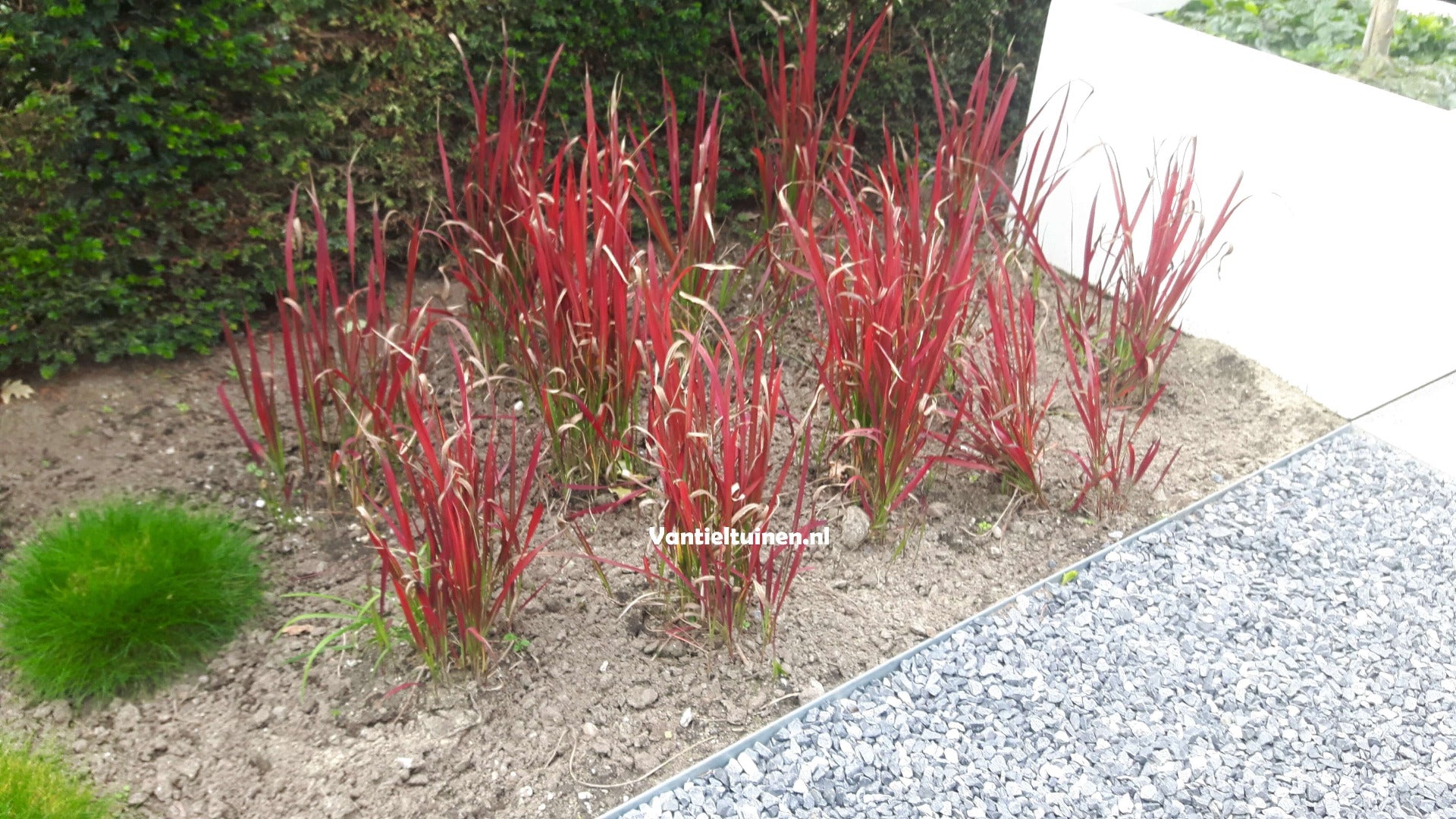 Imperata cylindrica 'Red Baron' Japans bloedgras