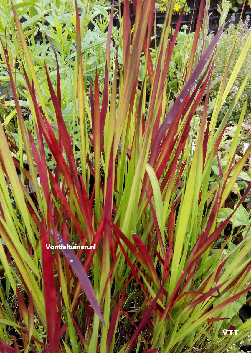 Imperata cylindrica 'Red Baron' Japans bloedgras