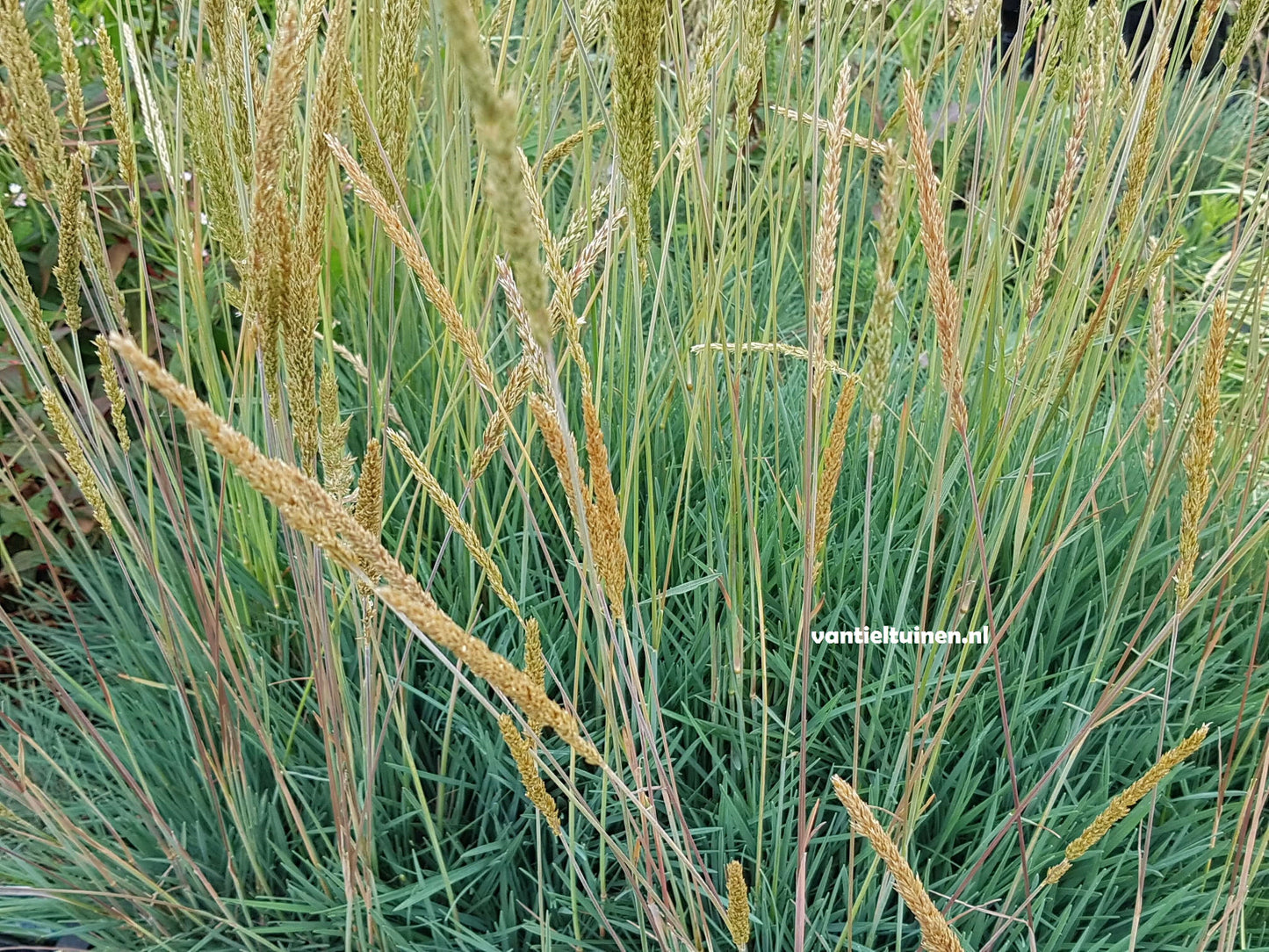 Koeleria glauca Fakkelgras