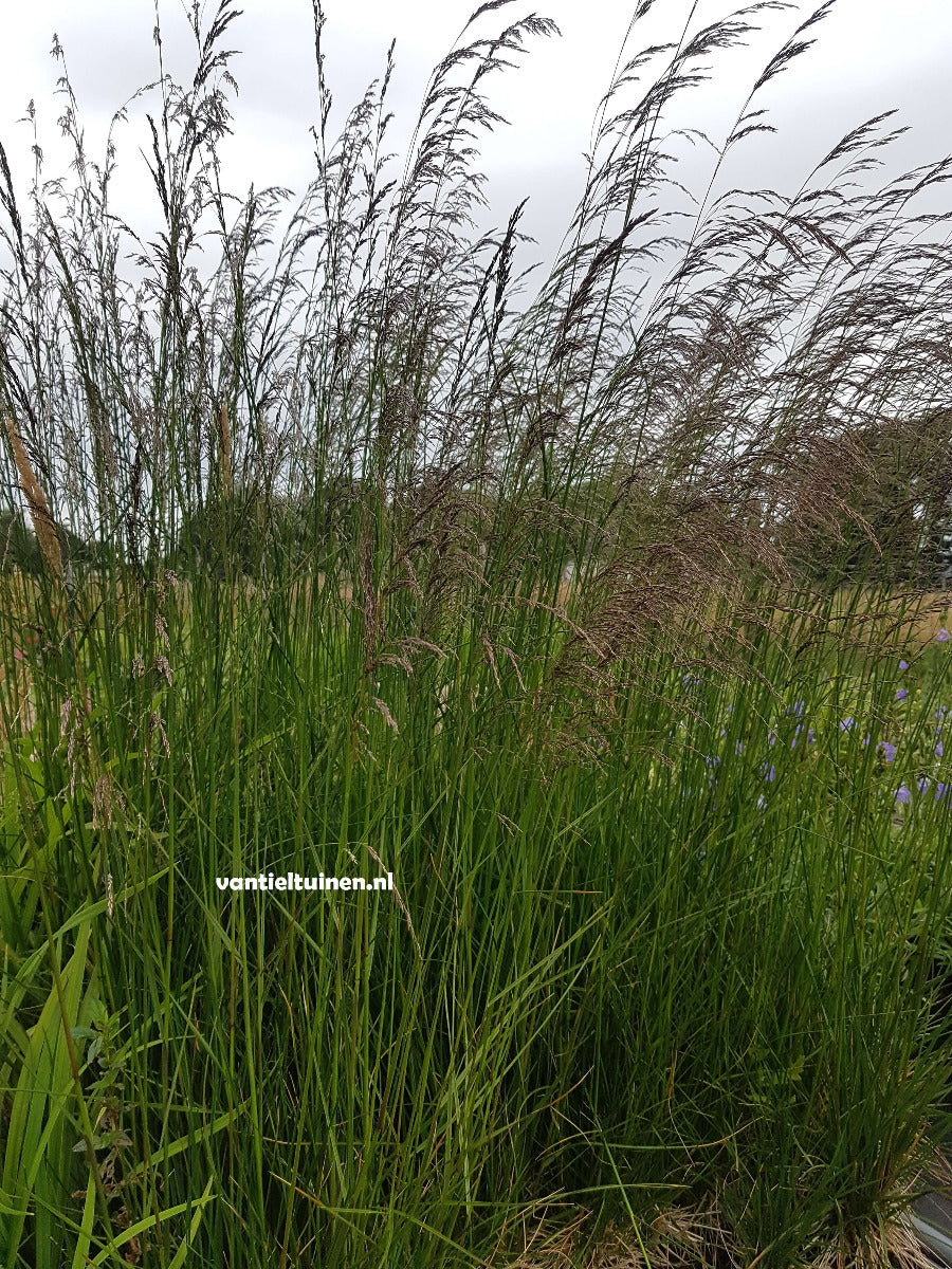 Deschampsia cespitosa 'Goldschleier' Ruwe Smele.