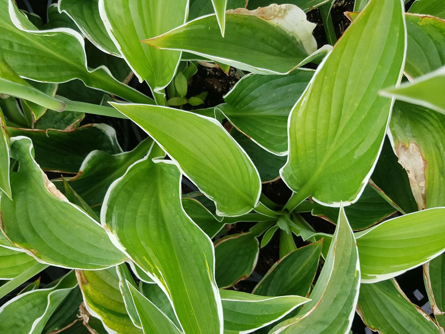 Hosta sieboldiana Francee Hartlelie