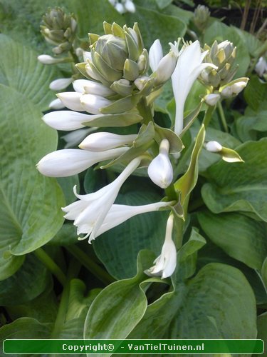 Hosta  Elegans Hartlelie