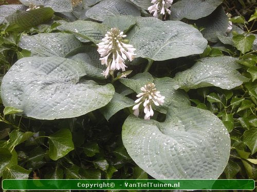 Hosta  Elegans Hartlelie