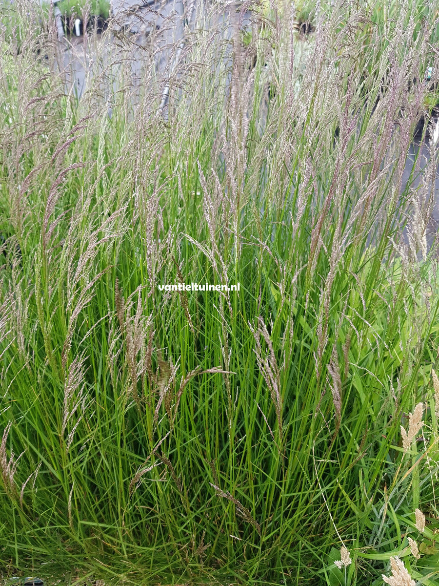 Deschampsia cespitosa 'Goldschleier' Ruwe Smele.