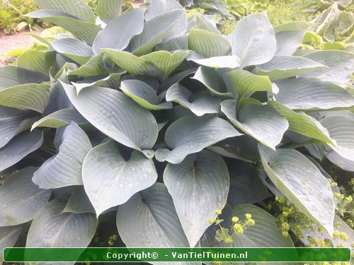 Hosta Halcyon Hartlelie