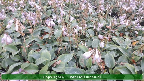 Hosta Halcyon Hartlelie