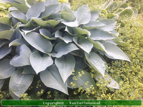 Hosta Halcyon Hartlelie