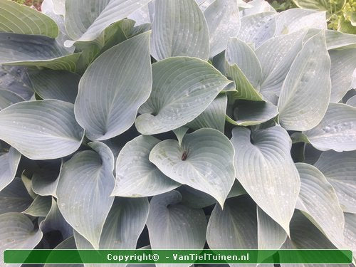 Hosta Halcyon Hartlelie