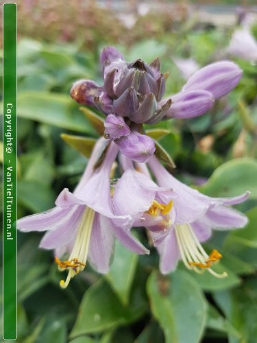 Hosta Halcyon Hartlelie