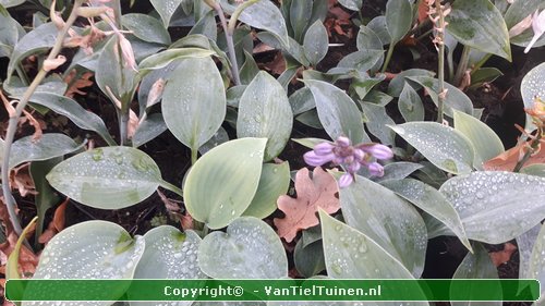 Hosta Halcyon Hartlelie