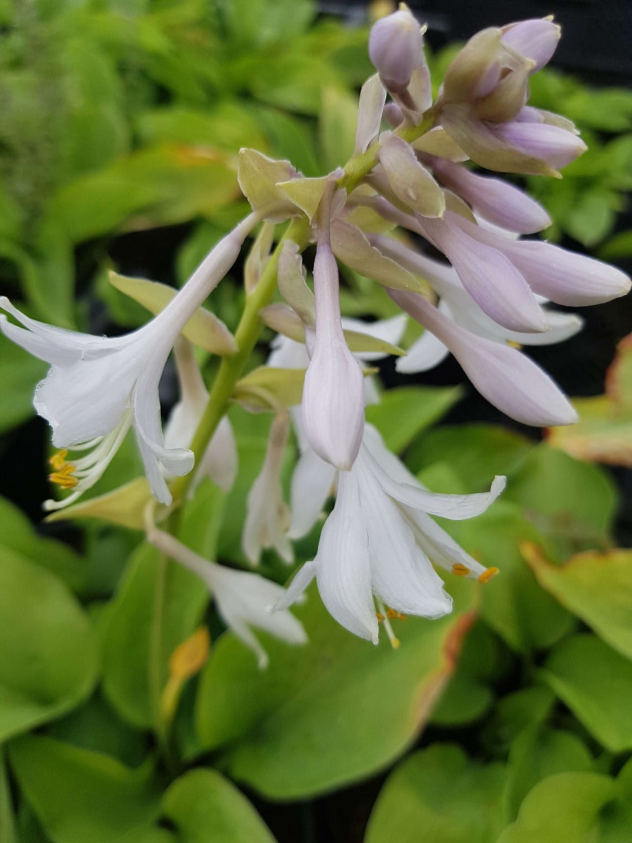 Hosta T-Rex hartlelie