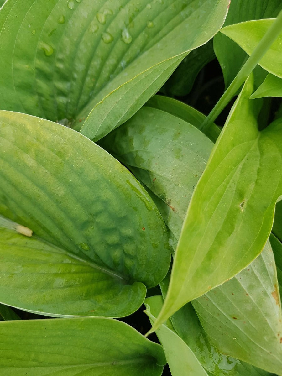 Hosta T-Rex hartlelie