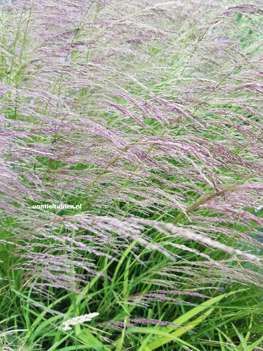 Deschampsia cespitosa 'Goldschleier' Ruwe Smele.