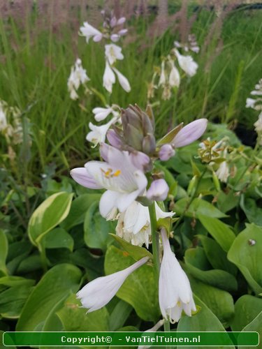 Hosta Krossa Regal hartlelie