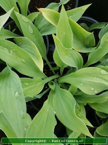 Hosta Krossa Regal hartlelie