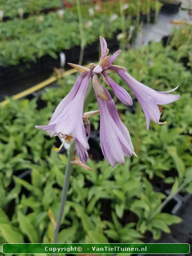 Hosta Krossa Regal hartlelie