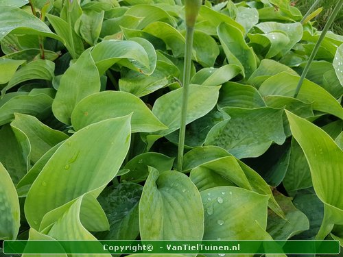 Hosta Krossa Regal hartlelie