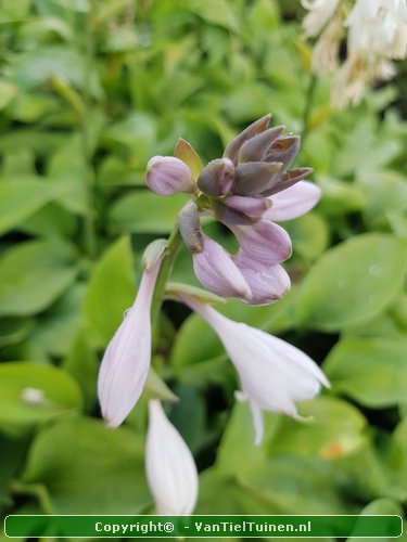 Hosta Krossa Regal hartlelie