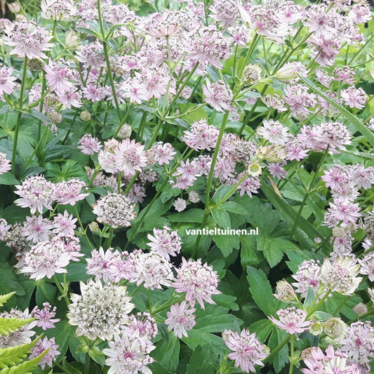 Astrantia major Zeeuwsknoopje