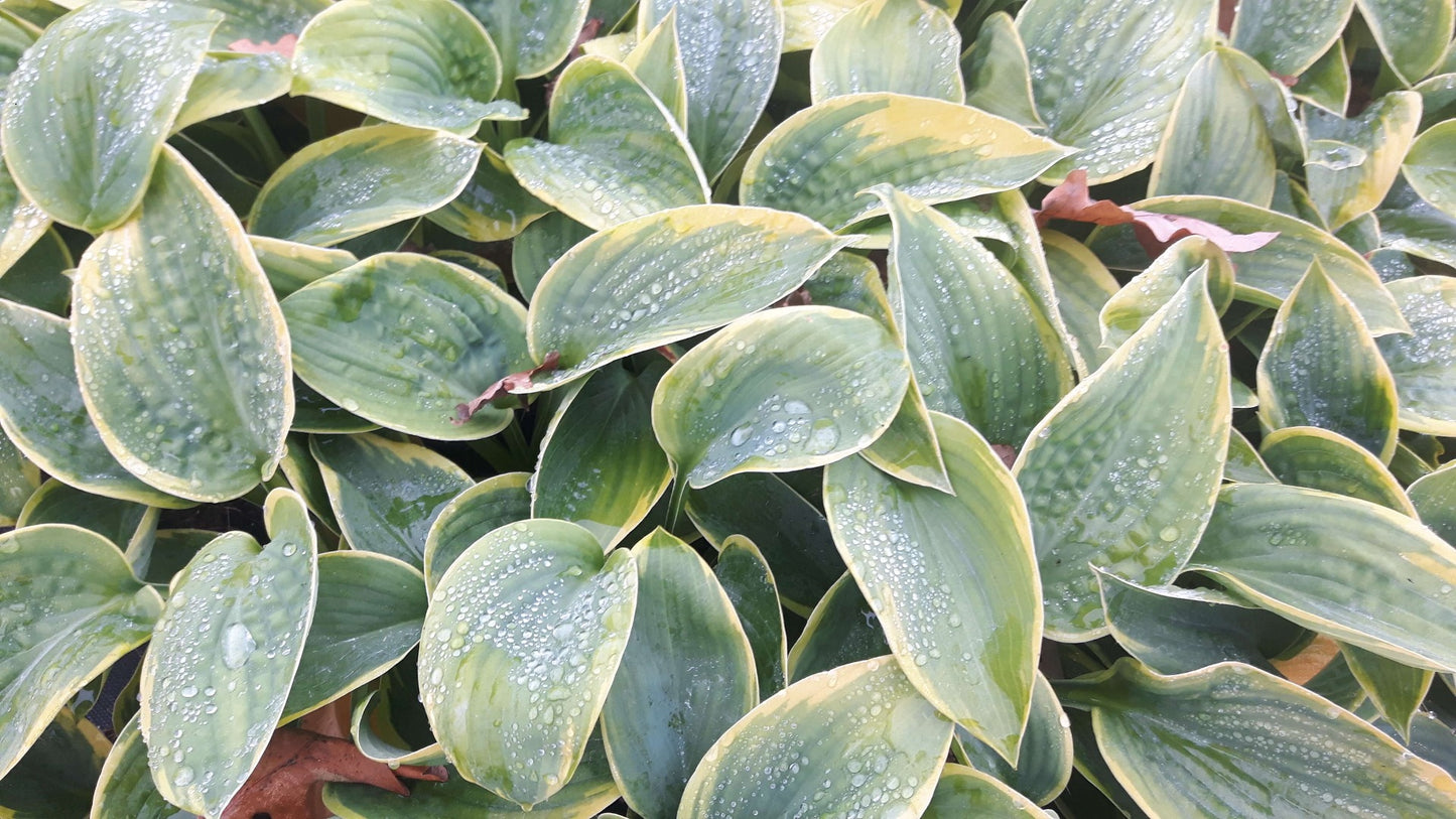 Hosta sieboldiana Frances Williams hartlelie