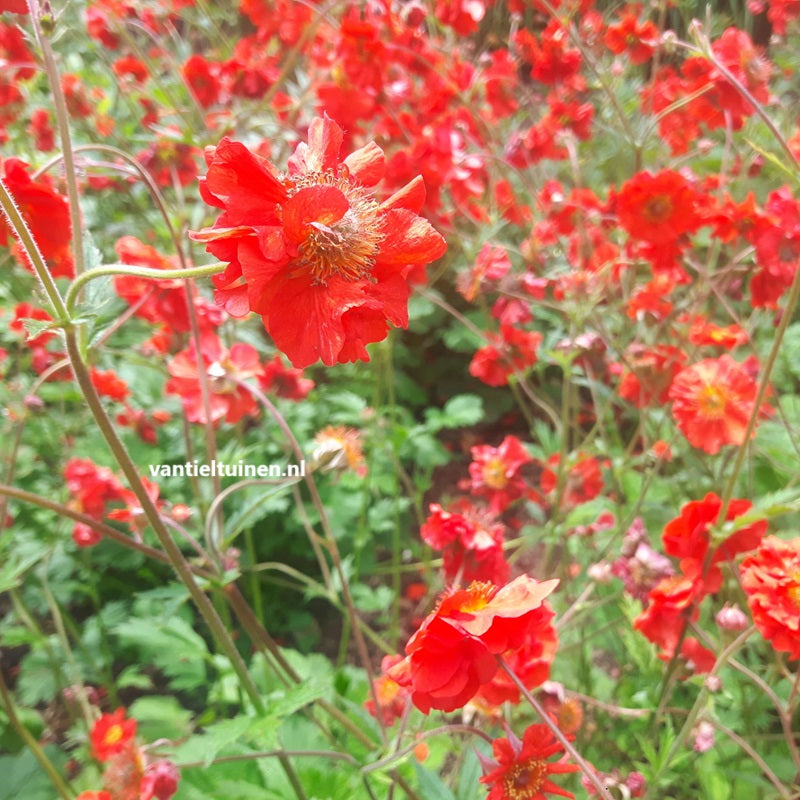 Geum chiloense 'Mrs. Bradshaw' Nagelkruid