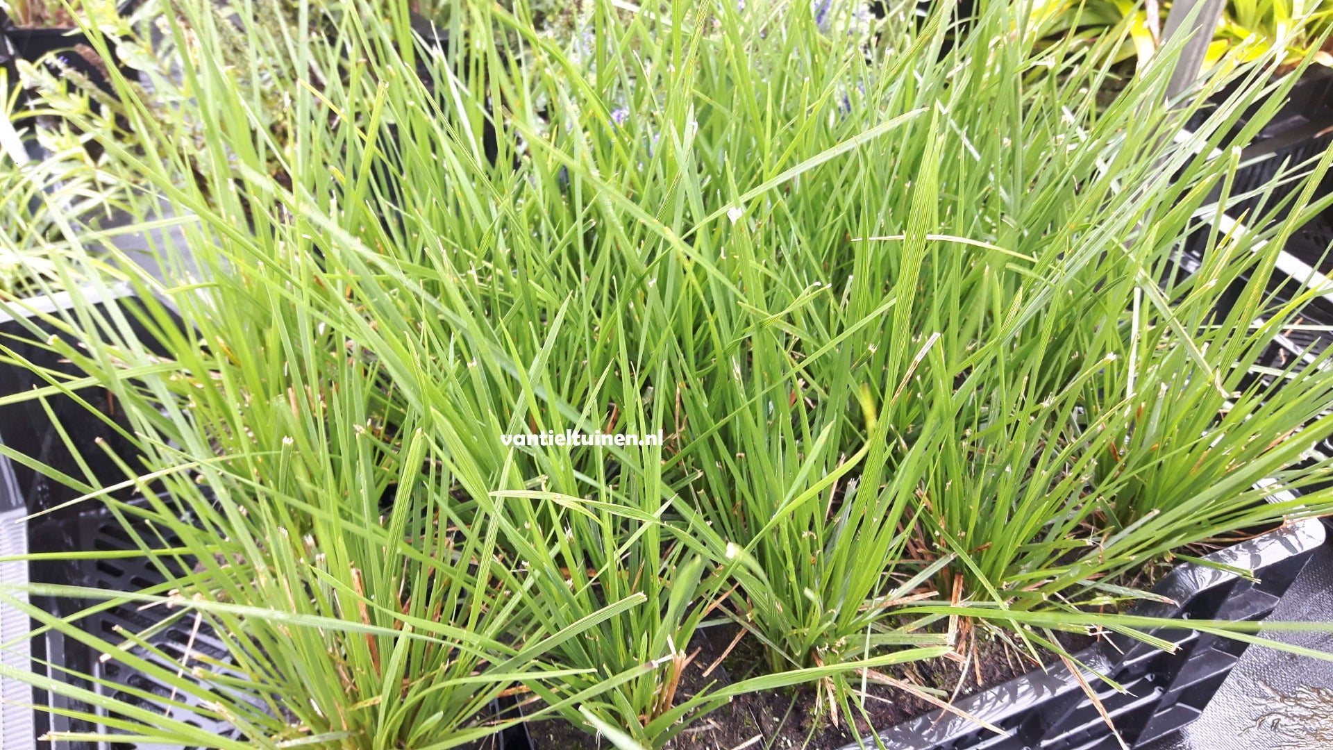 Deschampsia cespitosa 'Goldschleier' Ruwe Smele.