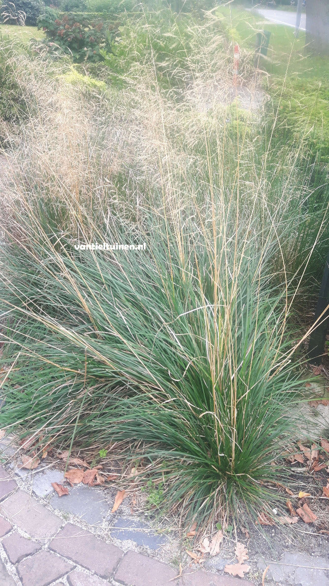 Deschampsia cespitosa 'Goldschleier' Ruwe Smele.