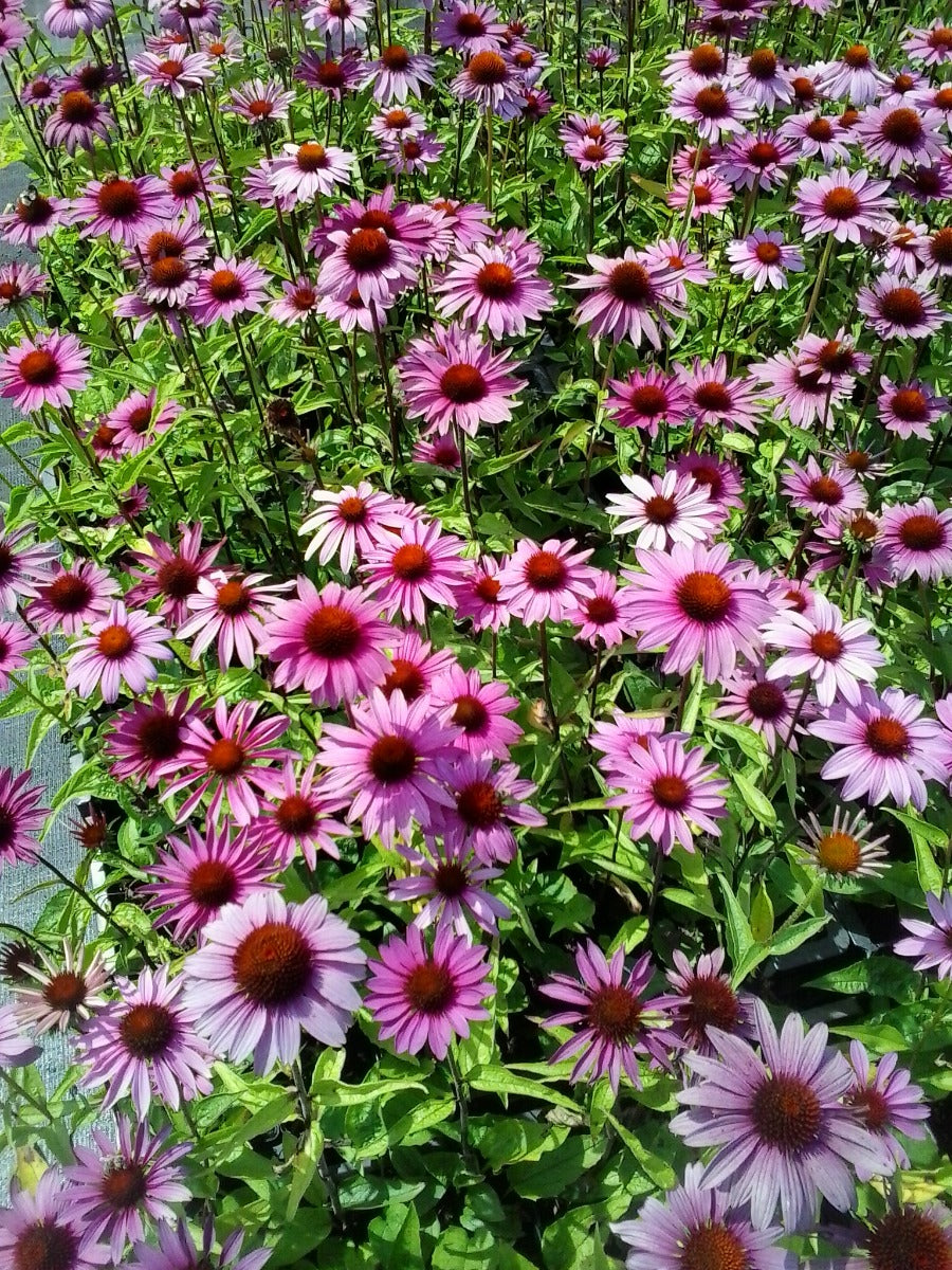 Echinacea purpurea Magnus Rode zonnehoed