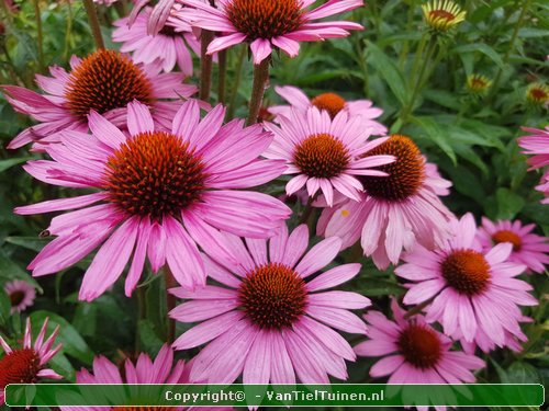 Echinacea purpurea Magnus Rode zonnehoed-0