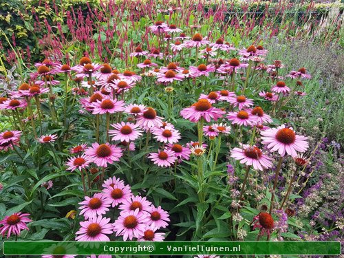 Echinacea purpurea Magnus Rode zonnehoed-1