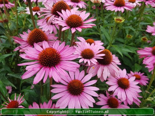 Echinacea purpurea Magnus Rode zonnehoed-2