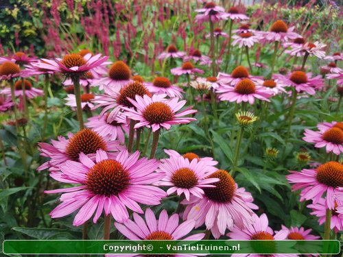 Echinacea purpurea Magnus Rode zonnehoed-3