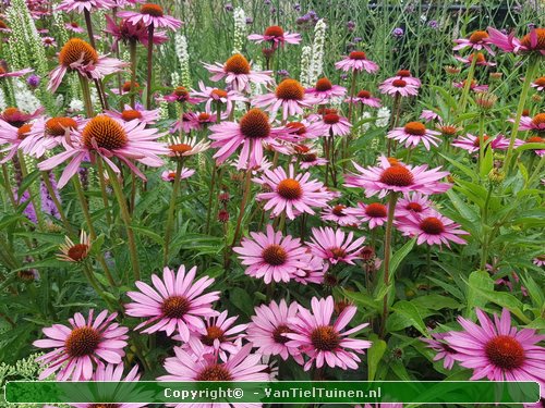 Echinacea purpurea Magnus Rode zonnehoed-4