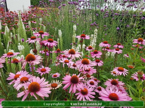 Echinacea purpurea Magnus Rode zonnehoed-5