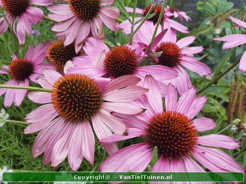 Echinacea purpurea Magnus Rode zonnehoed-6