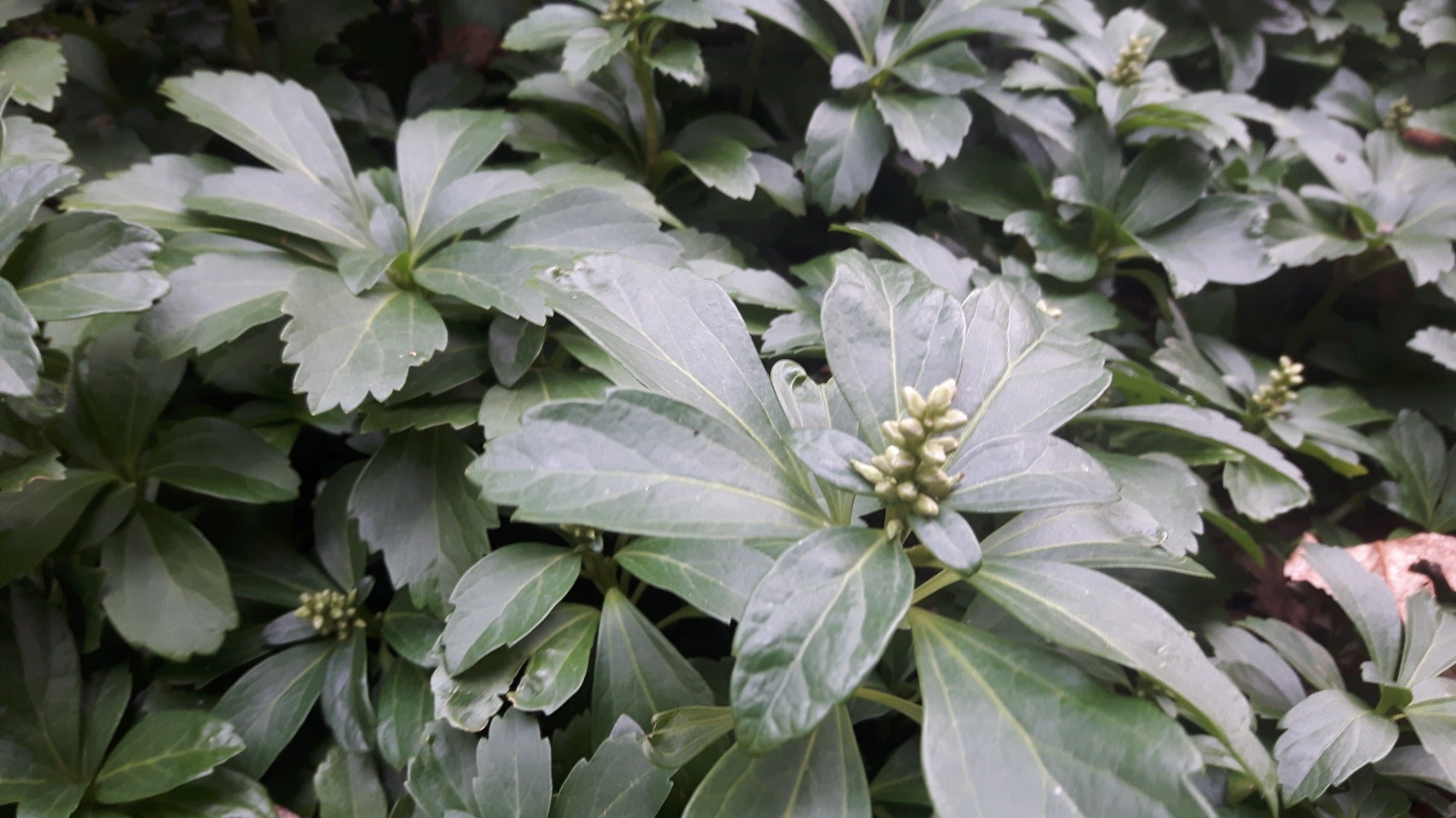 Pachysandra terminalis Schaduwkruid