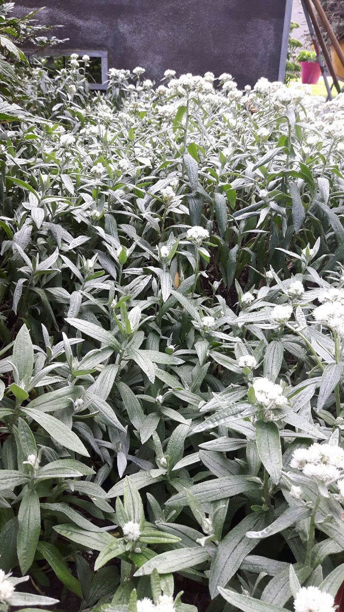 Anaphalis  triplinervis Siberisch edelweiss, witte knoop