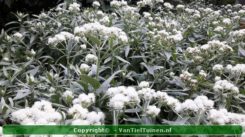 Anaphalis  triplinervis Siberisch edelweiss, witte knoop-8